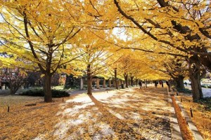 Ginkgo row of trees in autumn.