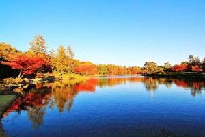 Pond of colored leaves in autumn.