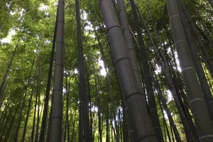 The bamboo forest.