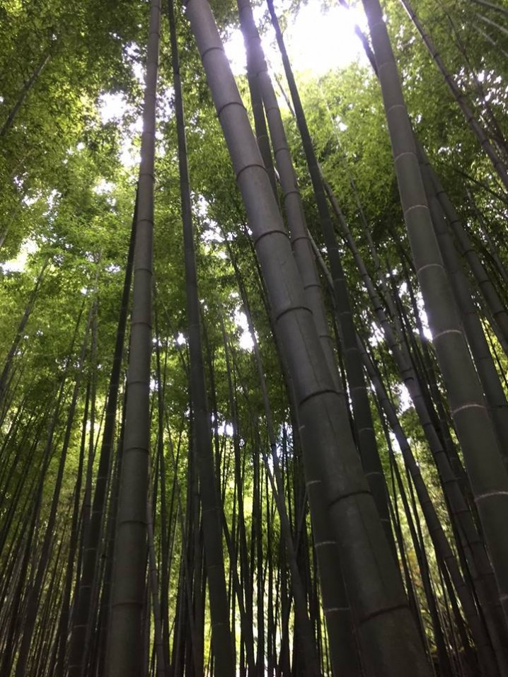 The bamboo forest.