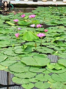 Victoria lily and a water lily flowering in the "Jigoku".