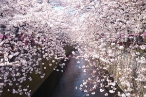 About 800 “yoshino zakura” blooms on the both riversides.