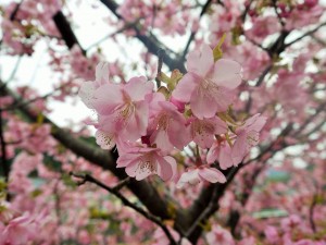 "Kawadu-Sakura" blossom