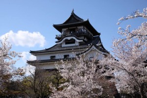 National treasure "Inuyama castle" with cherry blossom