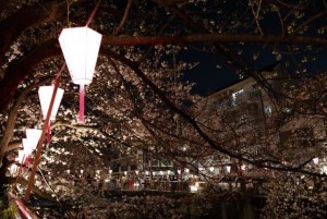 Night illuminated pink "Bonbori" (a Japanese paper lantern).