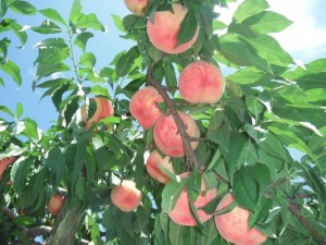 Peach name of the "Ookamudumi-mo-mikoto"