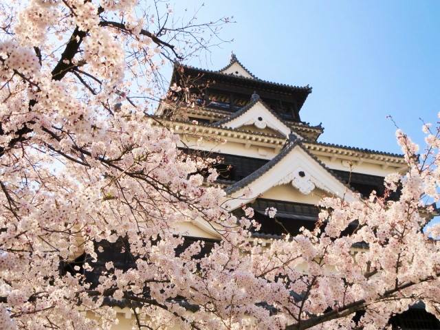 "Sakura" attaches elegance conspicuously to "Kumamoto" Castle.
