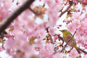 [ Sakura flowering forecast 2016 ]