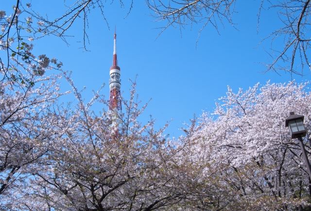 Sakura of Shibakoen.
