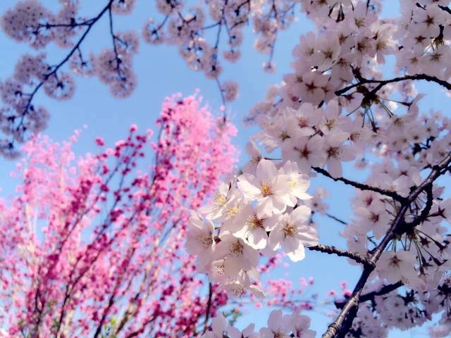 [ Today's famous "Sakura" spot-2 : "Hama-rikyu Gardens" @Tokyo ]