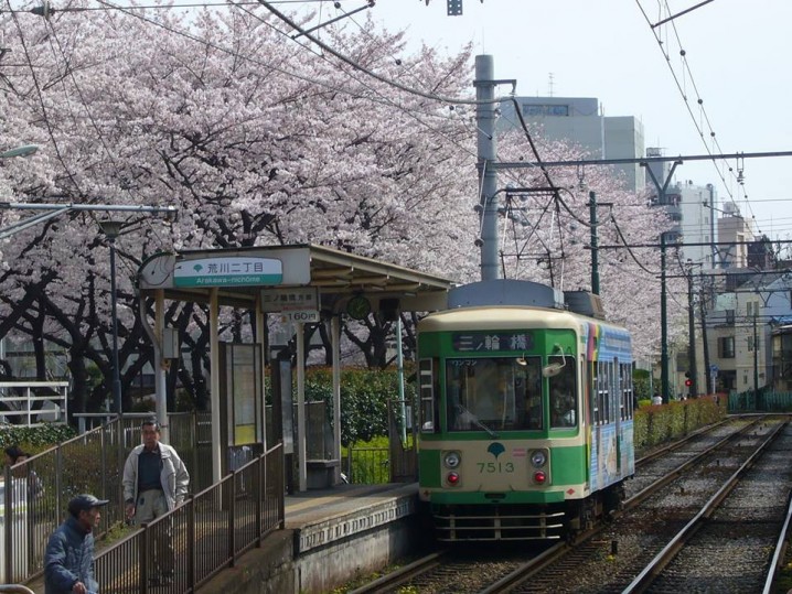 [ Today's famous "Sakura" spot-3 : "Toden Arakawa line" & "Arakawa shizen kouen" @Tokyo ]