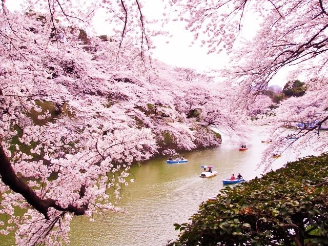 [ Today's famous "Sakura" spot-4 : "Chidori-ga-fuchi park" @ Tokyo ]