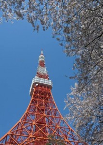 "Tokyo tower" and sakura.