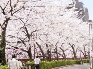 You can enjoy shopping while walking ”Sakura” avenue.