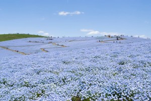 4.5 million nemophilas paint the Miharashi Hills