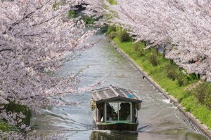 "Jukkoku-bune" with sakura (cherry blossom)