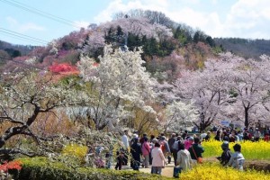 “Ohanami” (cherry-blossom viewing)