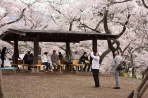“Ohanami” (cherry-blossom viewing)