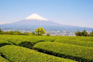 Tea plantations and Mt. Fuji