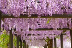 The flowers of "fuji" (wisteria) become in full bloom.