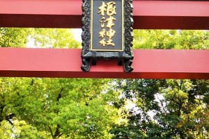 Torii, the entrance of "Nezu Shrine"