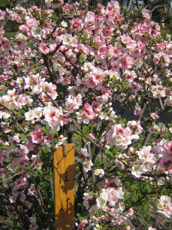 a Japanese quince