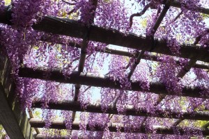 "Fuji-dana" (wisteria trellis)