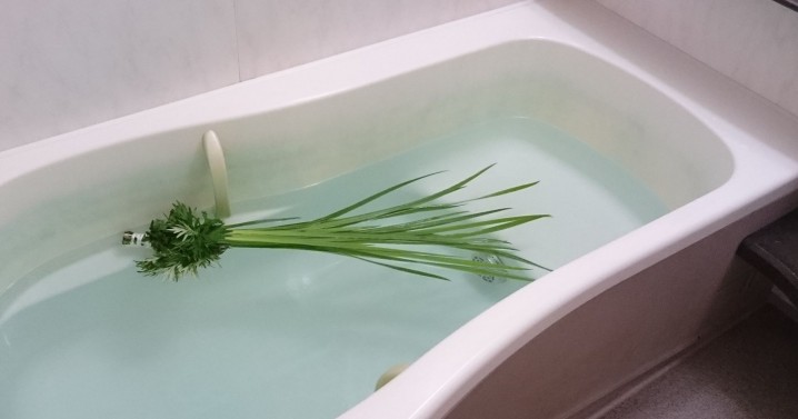 “Shobu-yu” (Japanese iris are floating in bathwater).