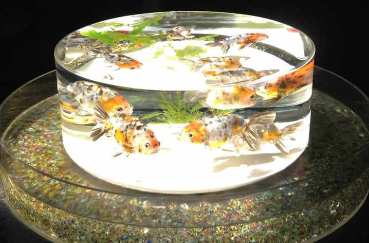 You can watch various "Japanese goldfishes".