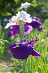 in the "Shobu-yu", "flower irises" is not used.