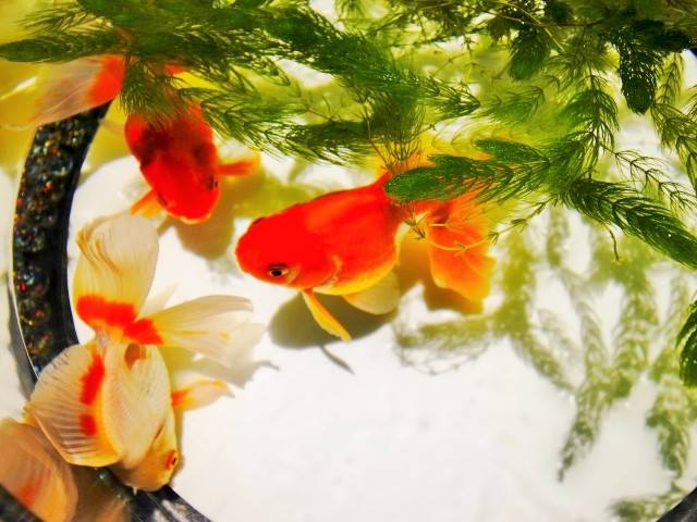 “Kingyo” (Goldfish)