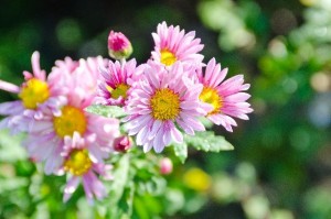 4) "Kiku-matsuri" (Chrysanthemum Festival)