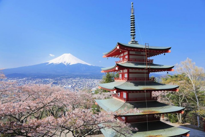 In cherry blossoms season, we look the cherry blossoms, a five story pagoda and Mt.Fuji!