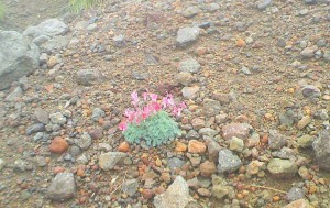 In summer, there is a lot of pretty alpine plants.