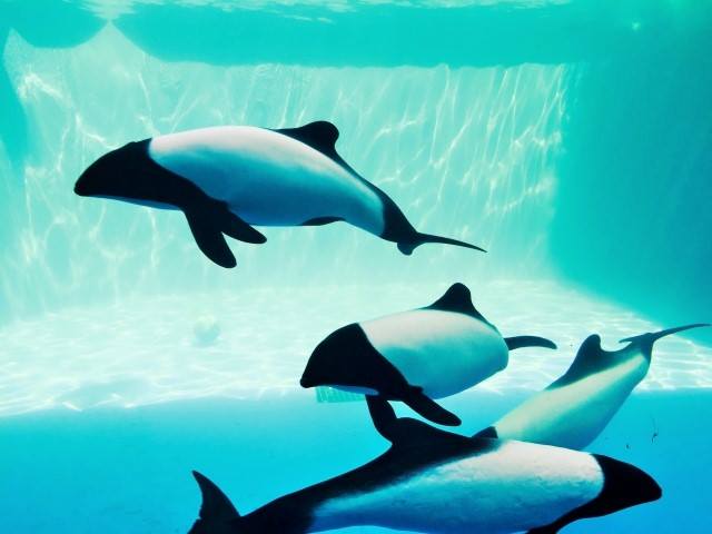 Panda dolphin (This is an image. Only two of them are in Sea Paradise).