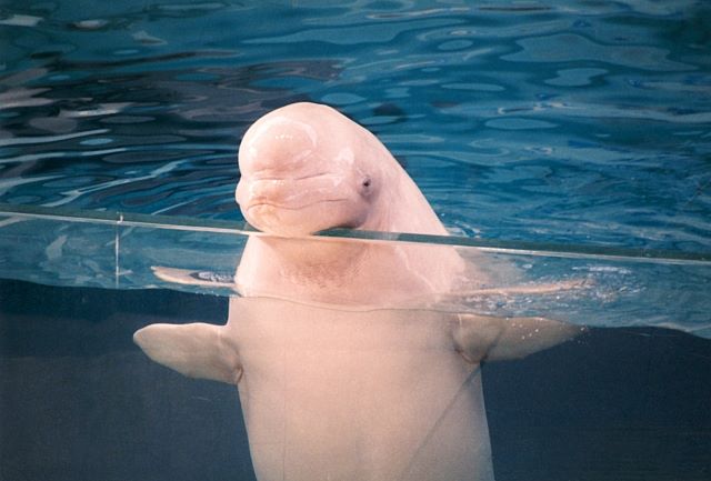 The white whale is currently on maternal leave. Please wait for her and the cute new born baby.