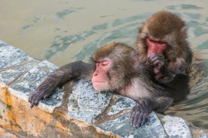 You can see the relaxing monkeys in the onsen.