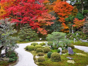Autumn leaves of the garden and maple of evergreen