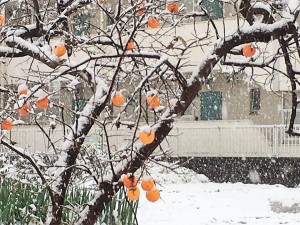 Snow was observed at Kofu (Yamanashi-ken) and Saitama in addition to Tokyo