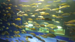 Big Aquarium