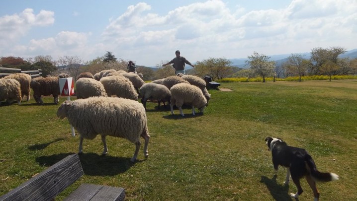 interactive animal shows (sheep)