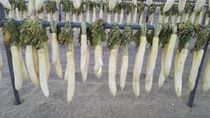 The daikon becomes dehydrated and flexible.