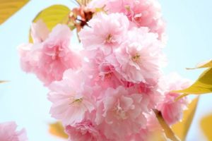 Double flowering cherry blossoms like frills are commonly used in "Sakura no shio zuke".