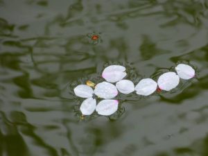 "Hana-ikada" is a petal floating on the surface of the water.