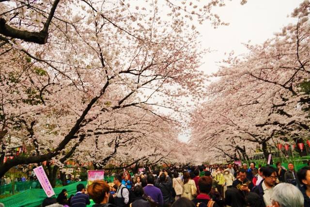 There are very many people doing "Hanami" (cherry blossoms viewing) in Ueno-koen Park.