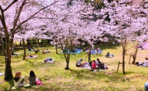 "Ohanami" (cherry-blossom viewing)