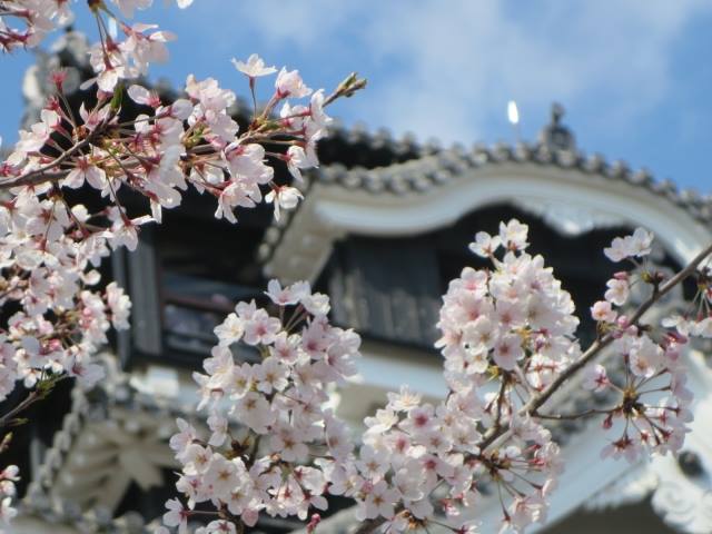 "Sakura" @ Kumamoto Castle