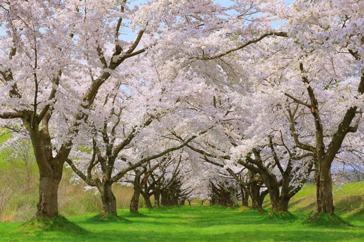 There are about 150 cherry blossom trees in "Shizukuishi-gawa Enchi garden".