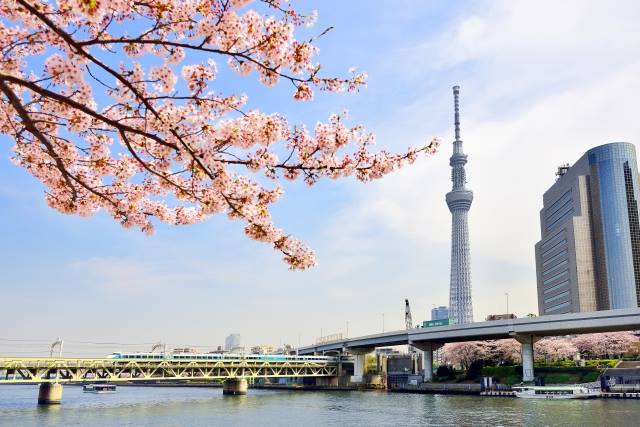 the collaboration with Tokyo Sky Tree (R) and cherry blossom from the Taito-ku side.