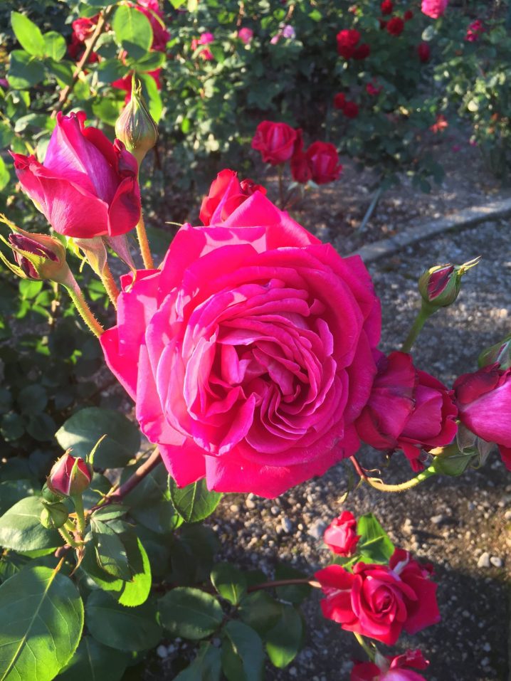 a beautiful Rose